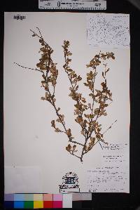 Cercocarpus breviflorus image