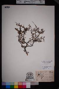 Cercocarpus breviflorus image