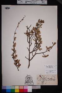 Cercocarpus breviflorus image