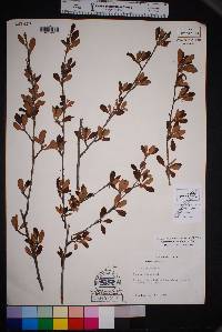 Cercocarpus breviflorus image