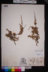 Cercocarpus breviflorus image