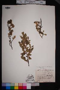 Cercocarpus breviflorus image