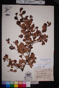 Cercocarpus breviflorus image