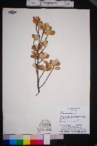 Image of Cercocarpus fothergilloides