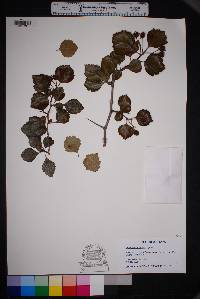 Crataegus greggiana image