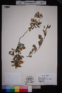 Crataegus spathulata image