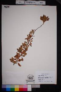 Crataegus spathulata image
