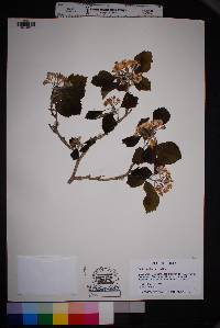 Crataegus texana image