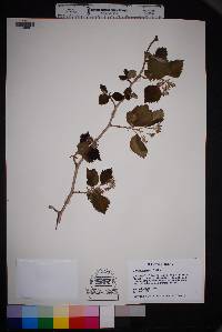 Crataegus texana image