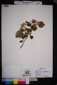 Crataegus texana image