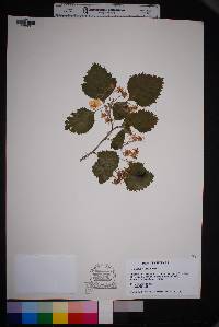 Crataegus texana image