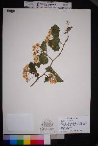 Crataegus texana image