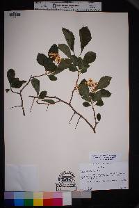 Crataegus tracyi image