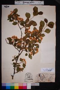 Crataegus tracyi image