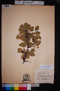 Crataegus tracyi image