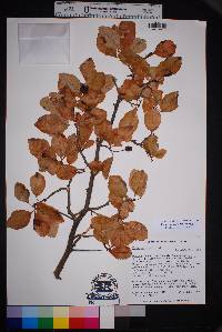 Crataegus tracyi image