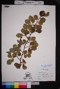 Crataegus tracyi image