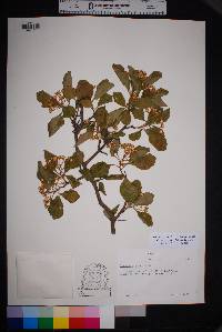 Crataegus tracyi image