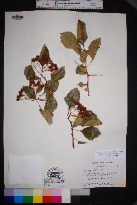 Crataegus tracyi image