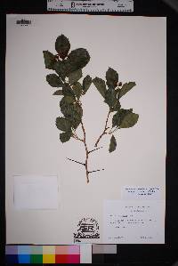 Crataegus tracyi image