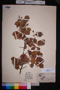 Crataegus tracyi image