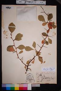 Crataegus tracyi image