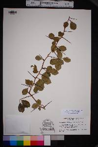 Crataegus tracyi image