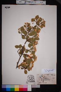 Crataegus tracyi image