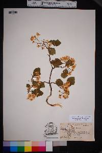 Crataegus tracyi image