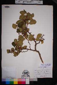 Crataegus tracyi image