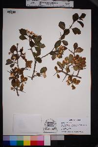 Crataegus tracyi image