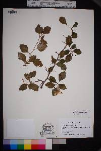 Crataegus turnerorum image