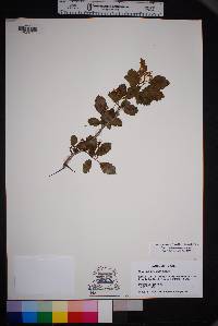 Crataegus turnerorum image