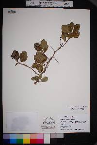 Crataegus turnerorum image