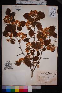 Crataegus mollis image