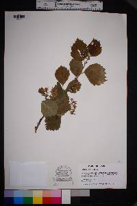 Crataegus mollis image