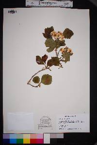 Crataegus mollis image