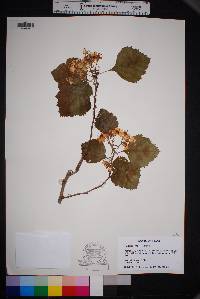 Crataegus mollis image