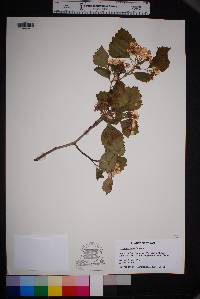 Crataegus mollis image