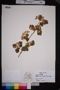 Crataegus mollis image