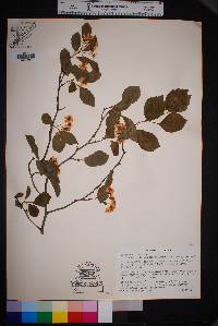 Crataegus viridis image