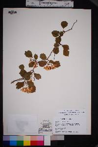 Crataegus viridis image