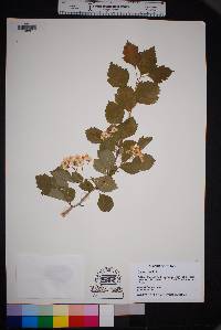 Crataegus viridis image