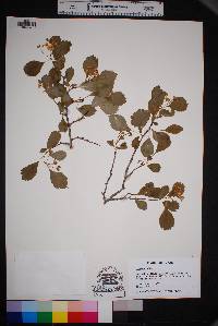 Crataegus viridis image