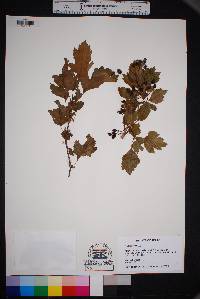 Crataegus viridis image