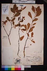 Crataegus opaca image