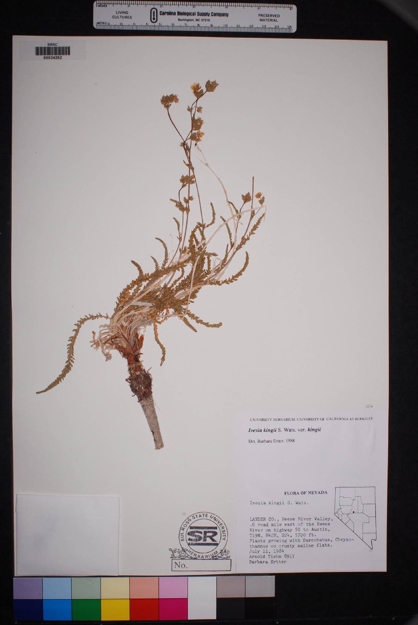 Ivesia kingii var. kingii image