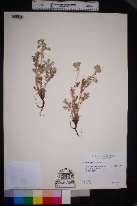 Potentilla pensylvanica image