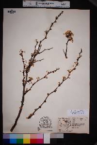 Prunus angustifolia image