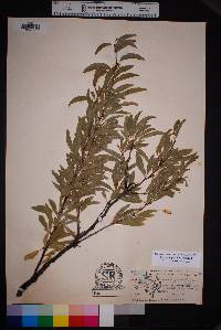 Prunus angustifolia image